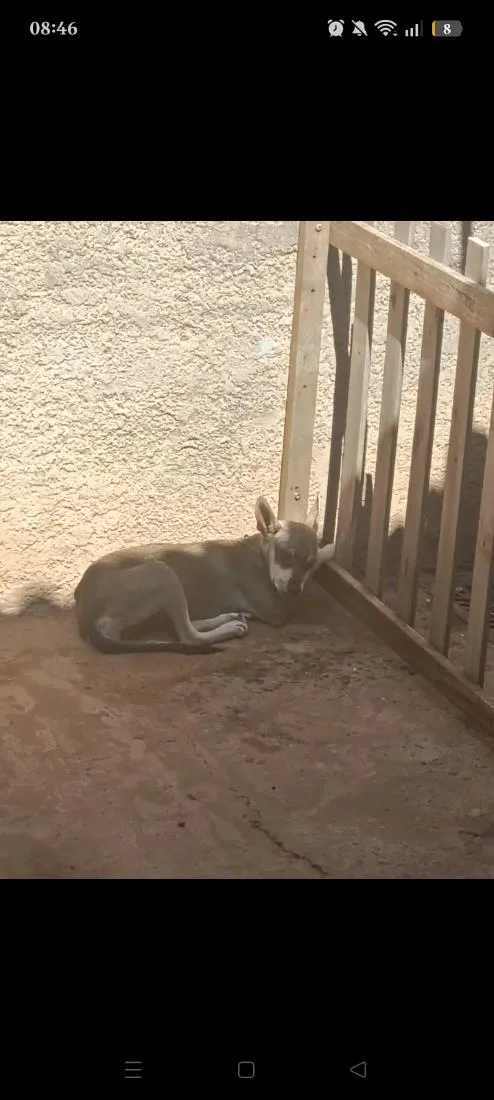 Cachorro raça SRD-ViraLata idade 7 a 11 meses nome Tiana