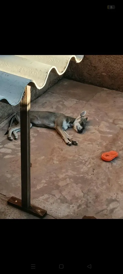 Cachorro raça SRD-ViraLata idade 7 a 11 meses nome Tiana