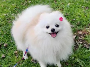 Cachorro raça SRD-ViraLata idade 1 ano nome Savannah 