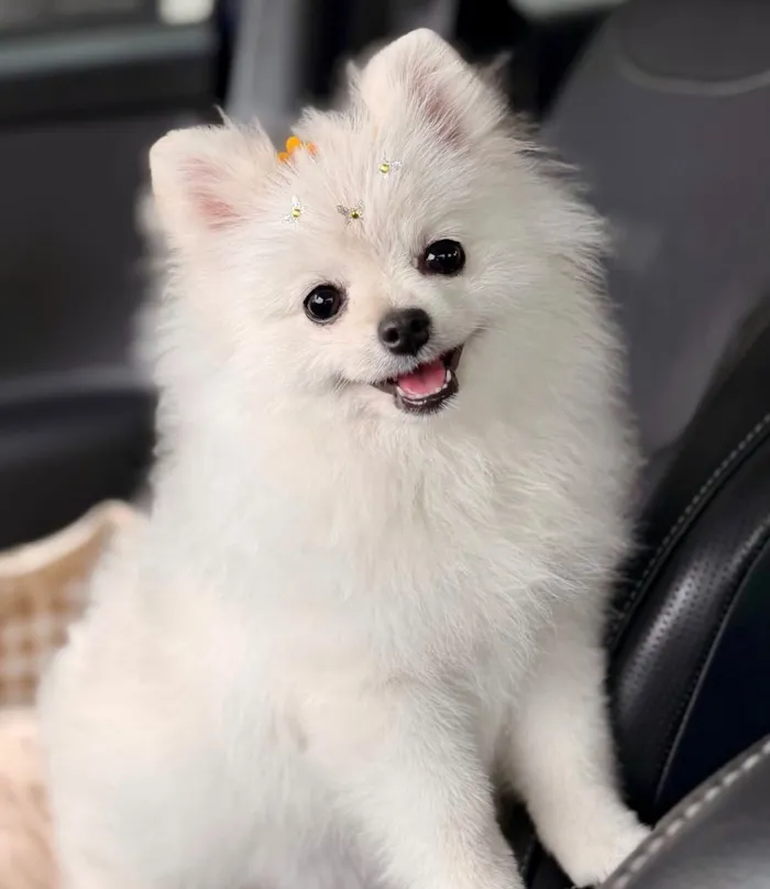 Cachorro raça SRD-ViraLata idade 1 ano nome Savannah 