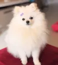 Savannah 
