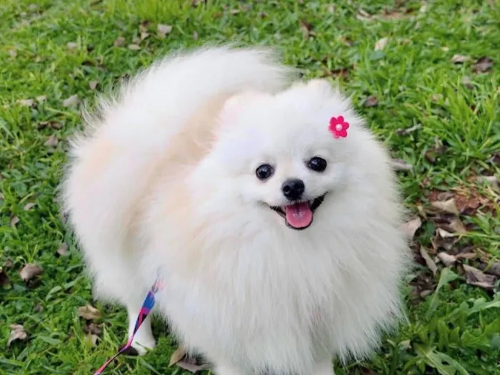 Cachorro raça SRD-ViraLata idade 1 ano nome Savannah 