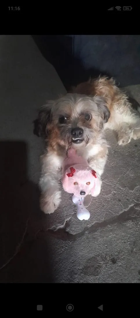Cachorro raça SRD-ViraLata idade 6 ou mais anos nome sem nome