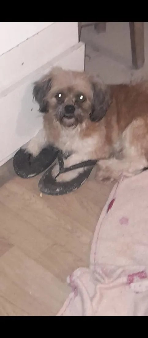 Cachorro raça SRD-ViraLata idade 6 ou mais anos nome sem nome