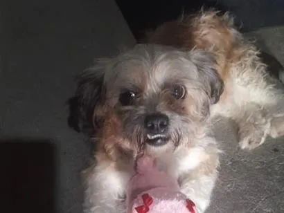 Cachorro raça SRD-ViraLata idade 6 ou mais anos nome sem nome