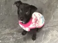 Penelope