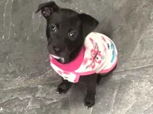 Cachorro raça SRD-ViraLata idade 2 a 6 meses nome Penelope