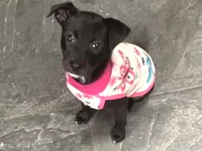 Cachorro raça SRD-ViraLata idade 2 a 6 meses nome Penelope