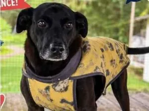 Cachorro raça SRD-ViraLata idade 6 ou mais anos nome Costelinha