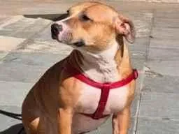 Cachorro raça SRD-ViraLata idade 4 anos nome Estelinha