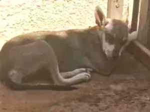 Cachorro raça SRD-ViraLata idade 7 a 11 meses nome Tiana