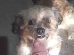 Cachorro raça SRD-ViraLata idade 6 ou mais anos nome sem nome