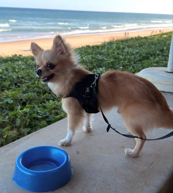 Cachorro raça SRD-ViraLata idade 2 anos nome Benito