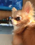 Benito