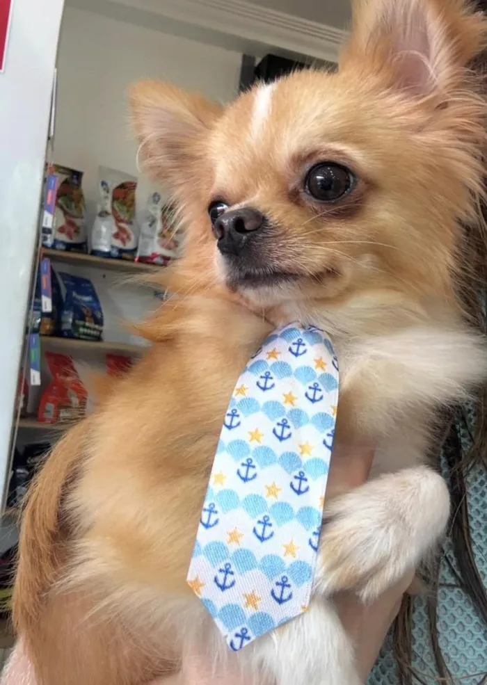 Cachorro raça SRD-ViraLata idade 2 anos nome Benito