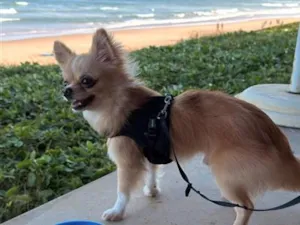 Cachorro raça SRD-ViraLata idade 2 anos nome Benito