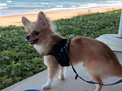 Cachorro raça SRD-ViraLata idade 2 anos nome Benito
