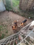 Felipe e trovão 