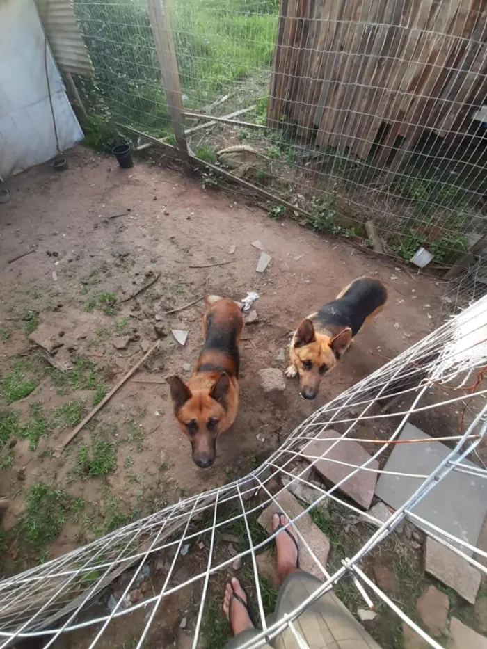 Cachorro raça SRD-ViraLata idade 6 ou mais anos nome Felipe e trovão 