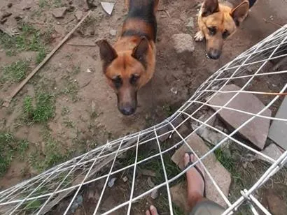 Cachorro raça SRD-ViraLata idade 6 ou mais anos nome Felipe e trovão 