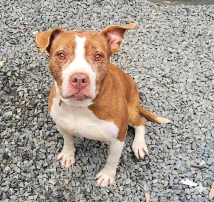 Cachorro raça Pit-Bull idade 6 ou mais anos nome Logan