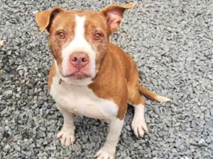 Cachorro raça Pit-Bull idade 6 ou mais anos nome Logan