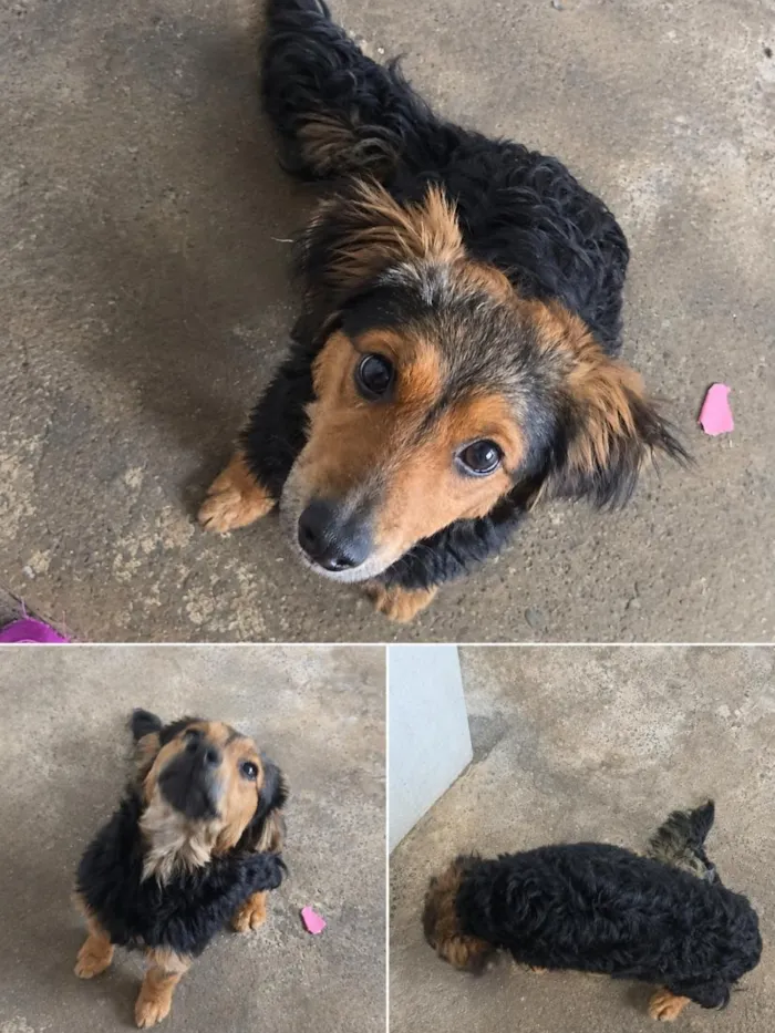 Cachorro raça SRD-ViraLata idade 7 a 11 meses nome luque 
