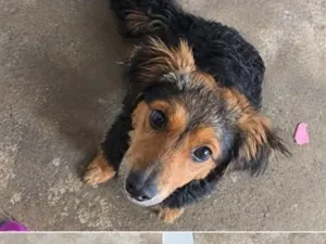 Cachorro raça SRD-ViraLata idade 7 a 11 meses nome luque 
