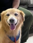 Apolo