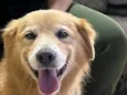 Apolo