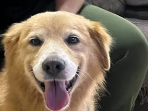 Cachorro raça SRD-ViraLata idade 3 anos nome Apolo