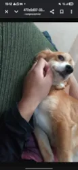 Amora