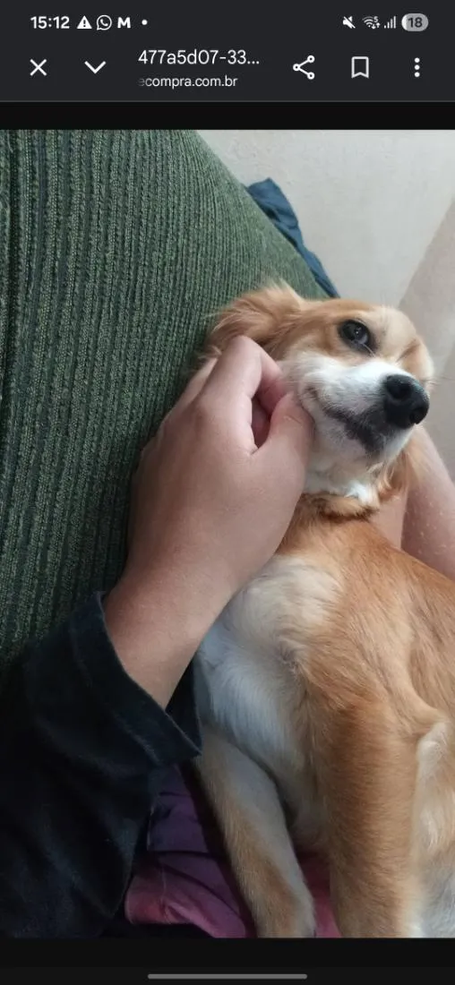 Cachorro raça SRD-ViraLata idade 6 ou mais anos nome Amora