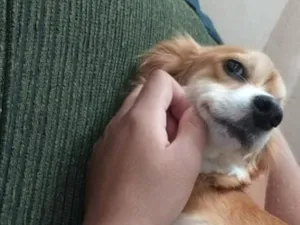 Cachorro raça SRD-ViraLata idade 6 ou mais anos nome Amora