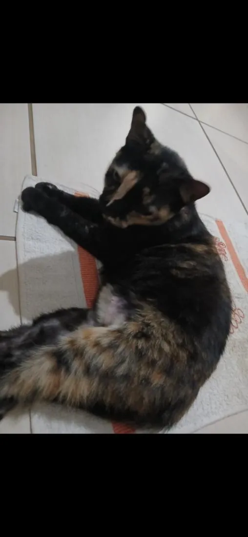 Gato raça SRD-ViraLata idade 6 ou mais anos nome tiazinha