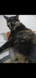 tiazinha