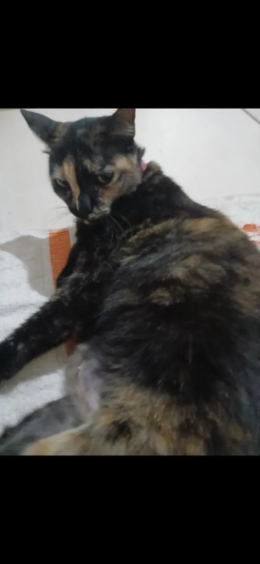 Gato raça SRD-ViraLata idade 6 ou mais anos nome tiazinha