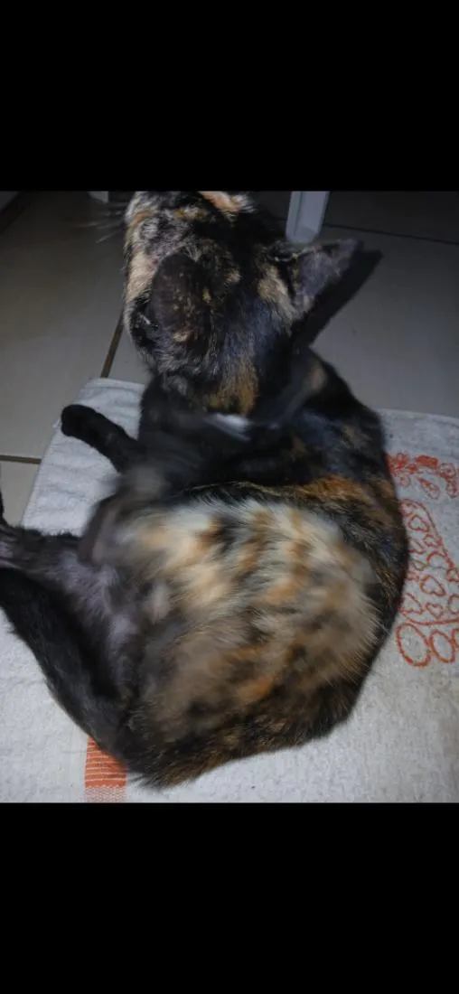 Gato raça SRD-ViraLata idade 6 ou mais anos nome tiazinha