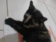 tiazinha