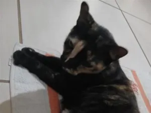 Gato raça SRD-ViraLata idade 6 ou mais anos nome tiazinha