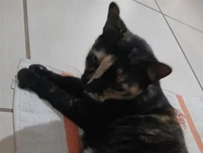 Gato raça SRD-ViraLata idade 6 ou mais anos nome tiazinha