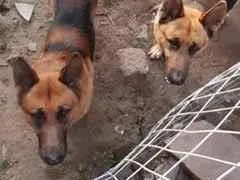 Cachorro raça SRD-ViraLata idade 6 ou mais anos nome Felipe e trovão 