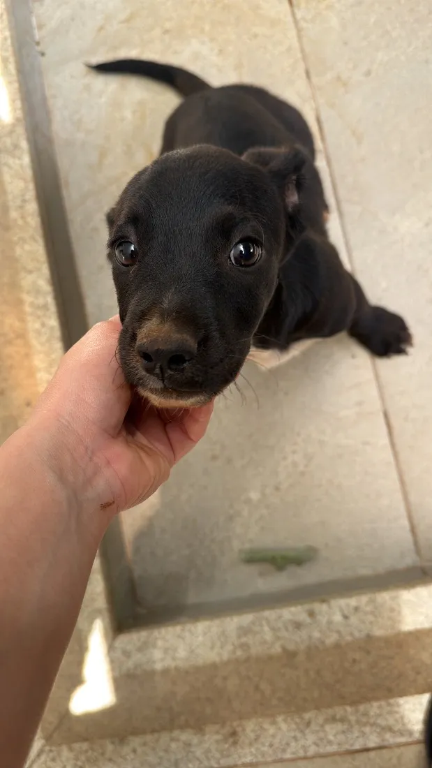 Cachorro raça SRD-ViraLata idade 2 a 6 meses nome Sem nome 