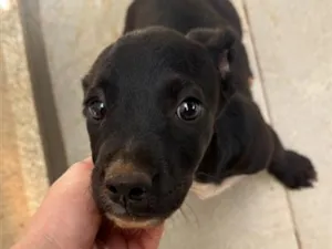 Cachorro raça SRD-ViraLata idade 2 a 6 meses nome Sem nome 