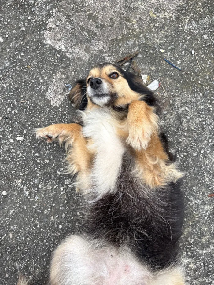 Cachorro raça SRD-ViraLata idade 4 anos nome Neguinha