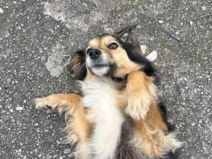 Cachorro raça SRD-ViraLata idade 4 anos nome Neguinha