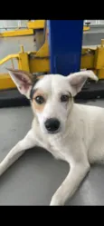 Apollo