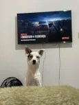 Apollo