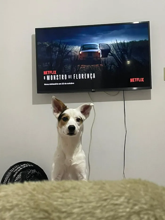 Cachorro raça SRD-ViraLata idade 1 ano nome Apollo