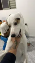 Apollo